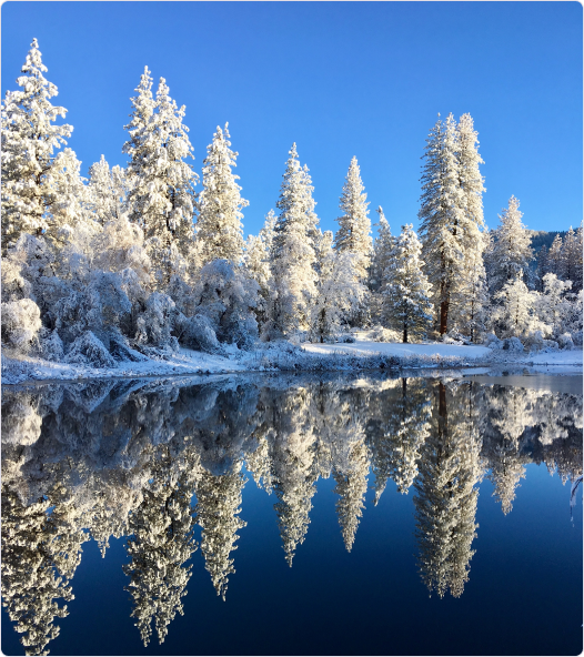 Snow-covered pine trees reflected in a calm lake